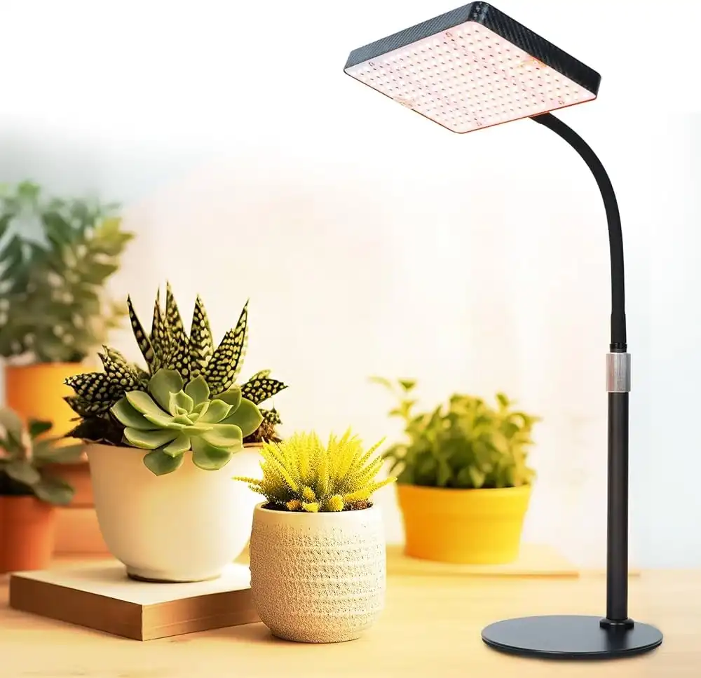 Les signes qui montrent que vos plantes manquent de lumière