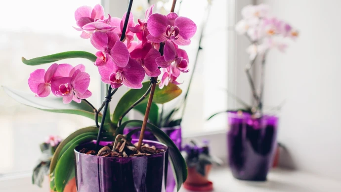 Tailler la hampe florale avec méthode