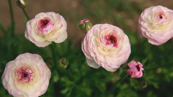 Comment choisir un bouquet de renoncule de qualité