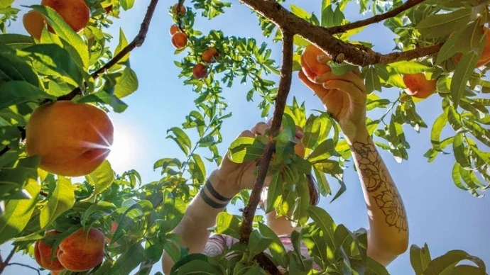 Aérer sans affaiblir l’arbre