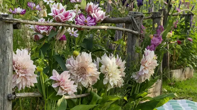 Les meilleures fleurs pour ouvrir la saison