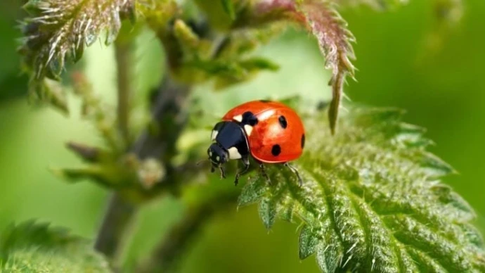 Acheter des coccinelles : une fausse bonne idée