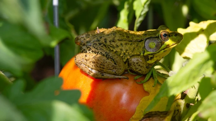 Miser sur plusieurs niveaux de végétation