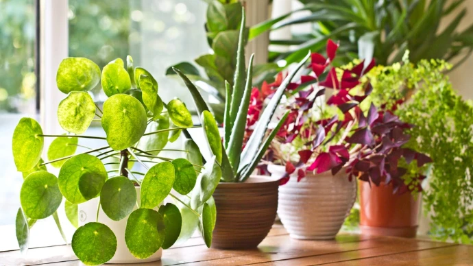 Choisir des plantes trop odorantes